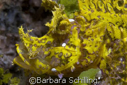 Yellow Rhinopia on the black sand of lembeh Strait. by Barbara Schilling 